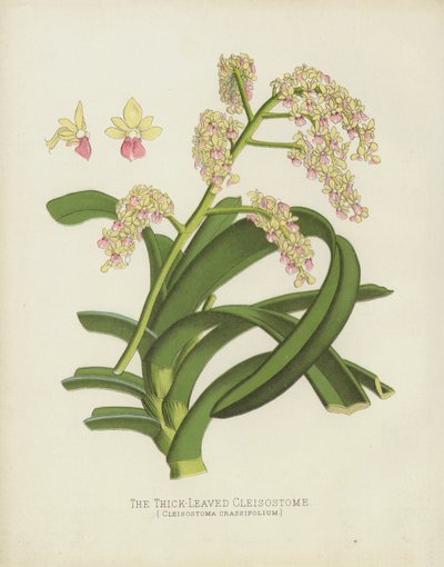 Kalın Yapraklı Cleisostome, Cleisostoma Crassifolium by English School